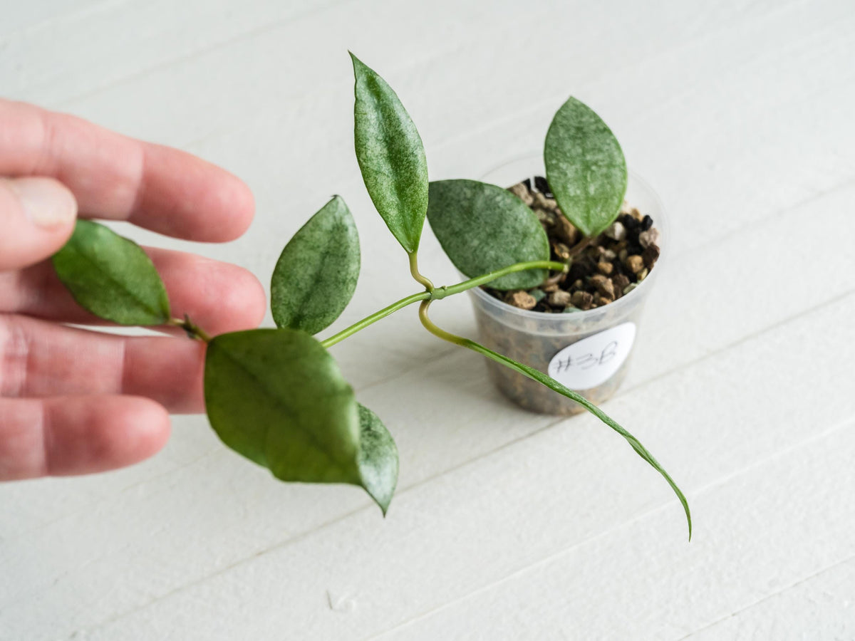 Hoya Kinabalu (Silver) | 2-Inch