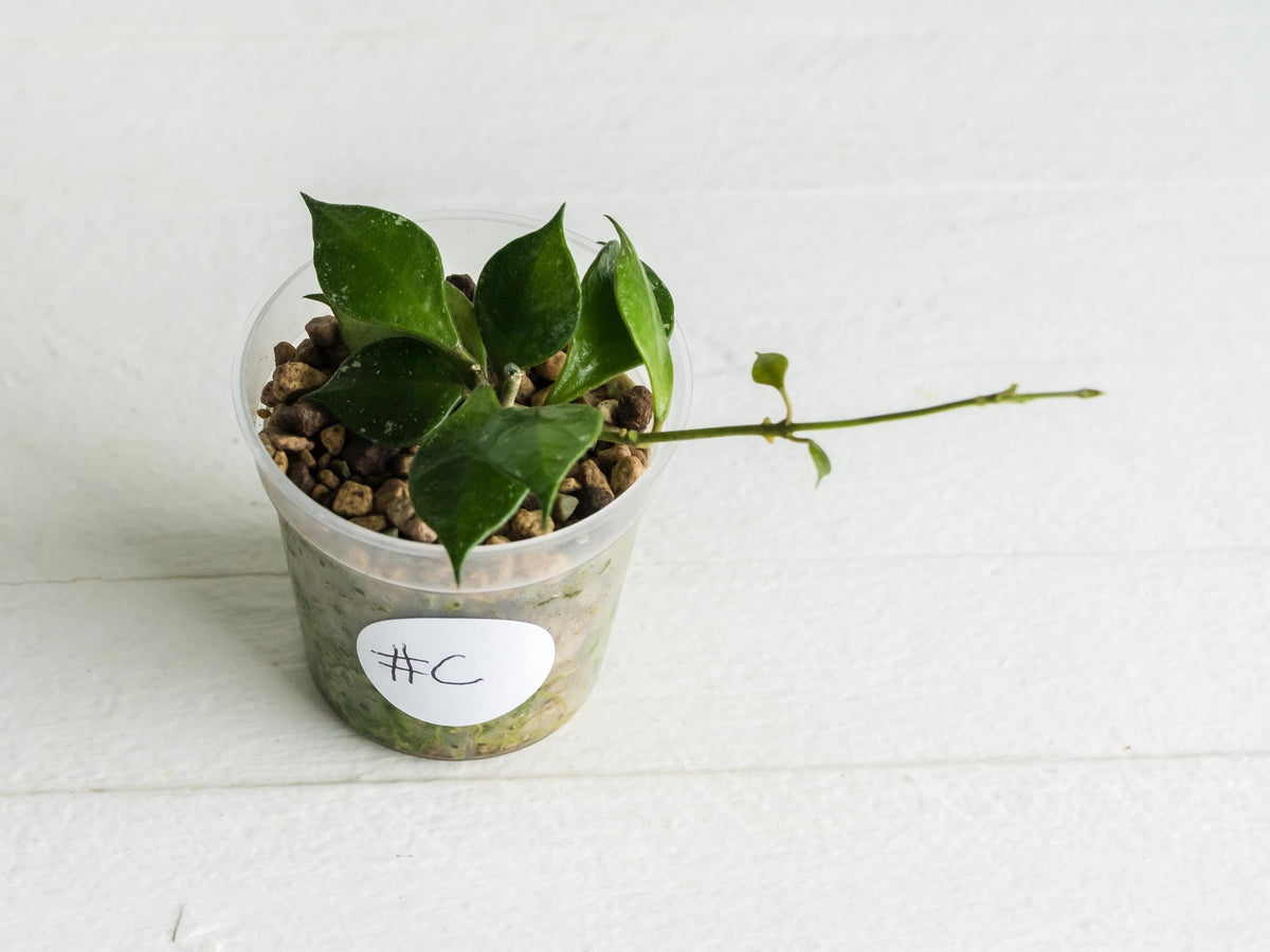 Hoya minutiflora (fka Sulawesi no.2) | 2-Inch