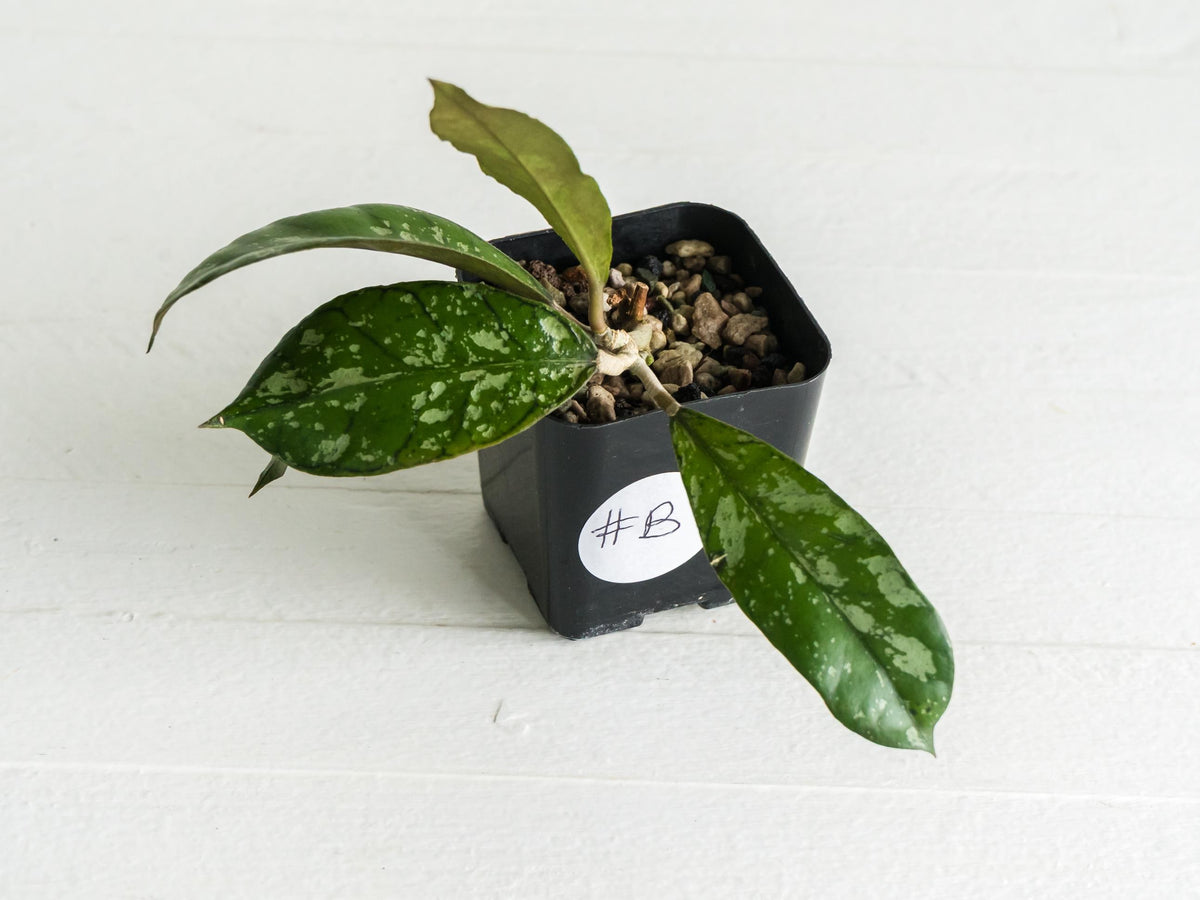 Hoya gunung gading (Splash) | 2-Inch
