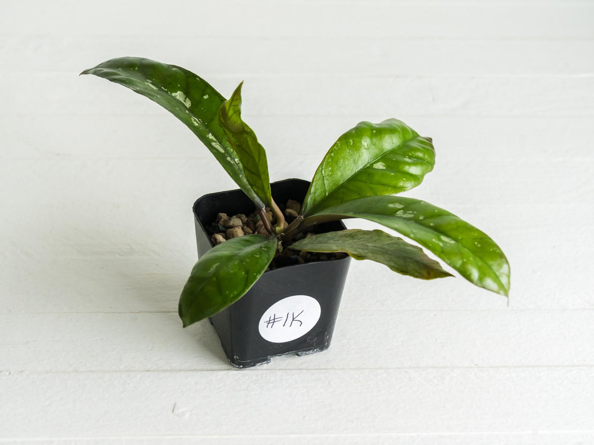 Hoya gunung gading | 2-Inch