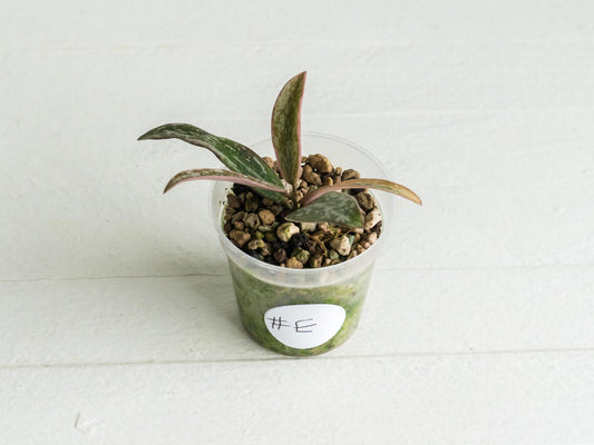 Hoya sigillatis (Outer Variegated / Albo) | 2-Inch