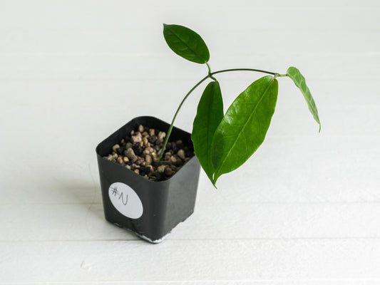 Hoya megalaster | 2-Inch