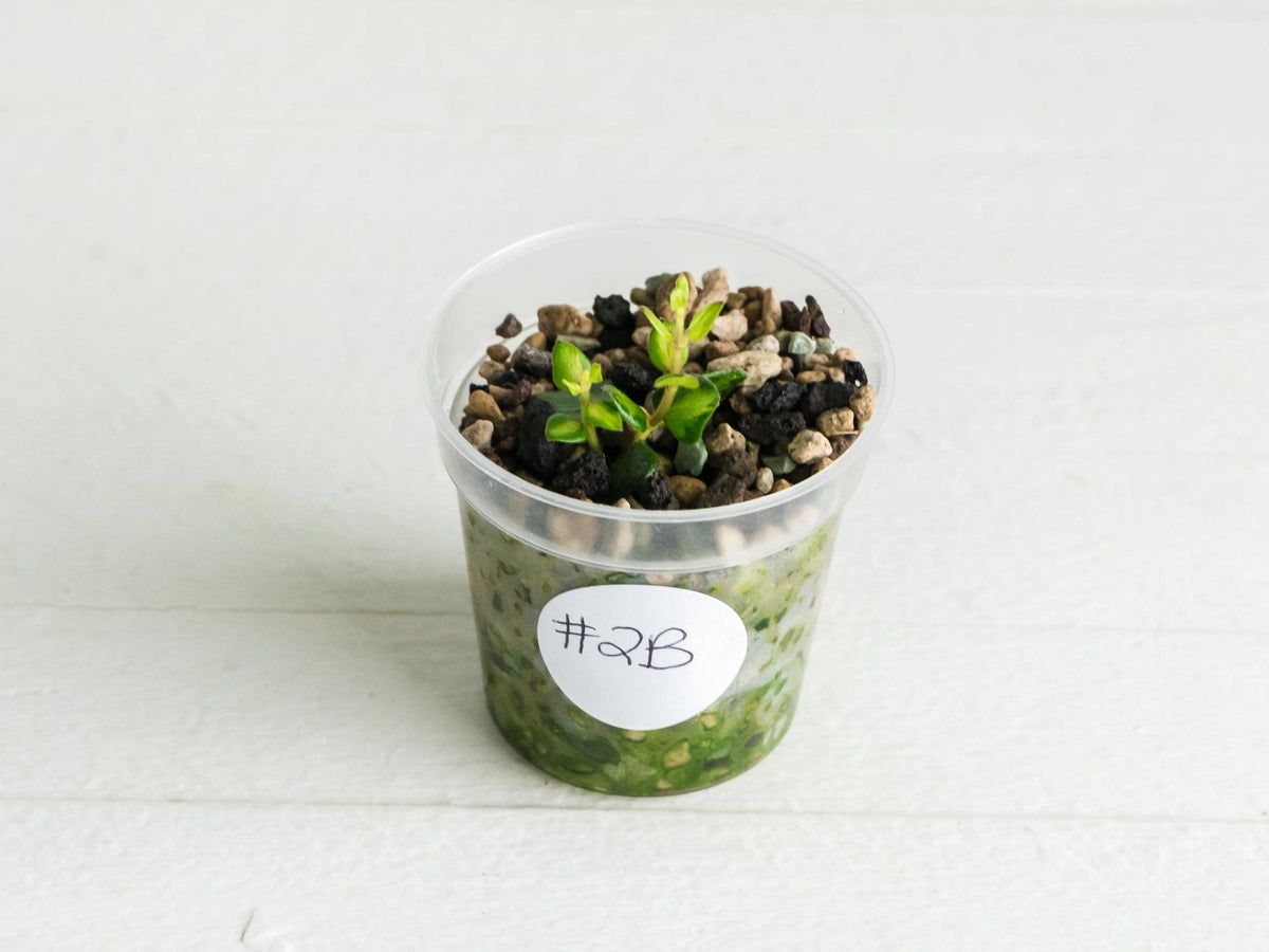 Hoya chinghungensis (Inner variegated) | 2-Inch