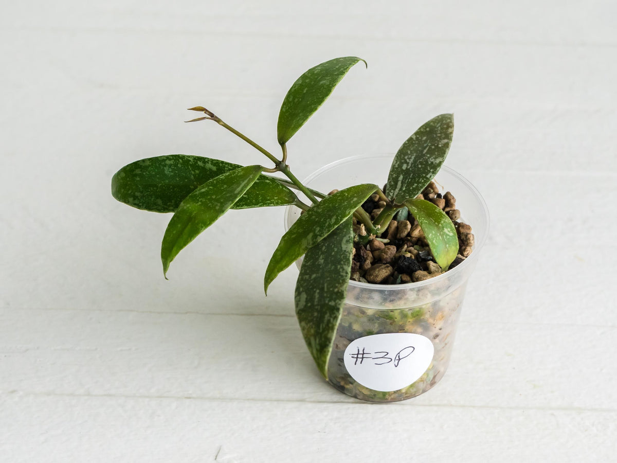 Hoya lacunosa 'Laos Full Splash' | 2-Inch