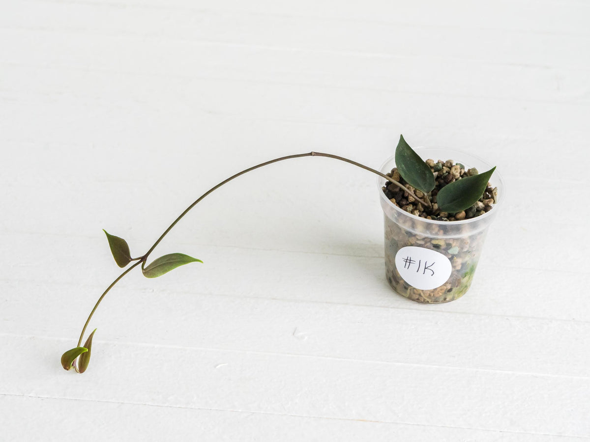 Hoya carrii (NS13-064) | 2-Inch