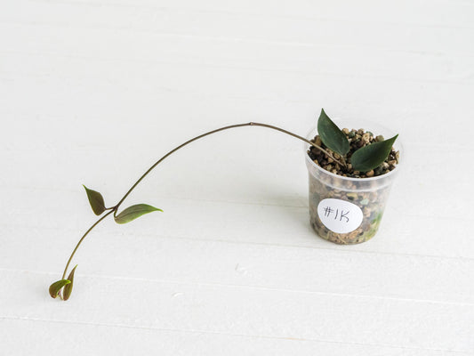 Hoya carrii (NS13-064) | 2-Inch