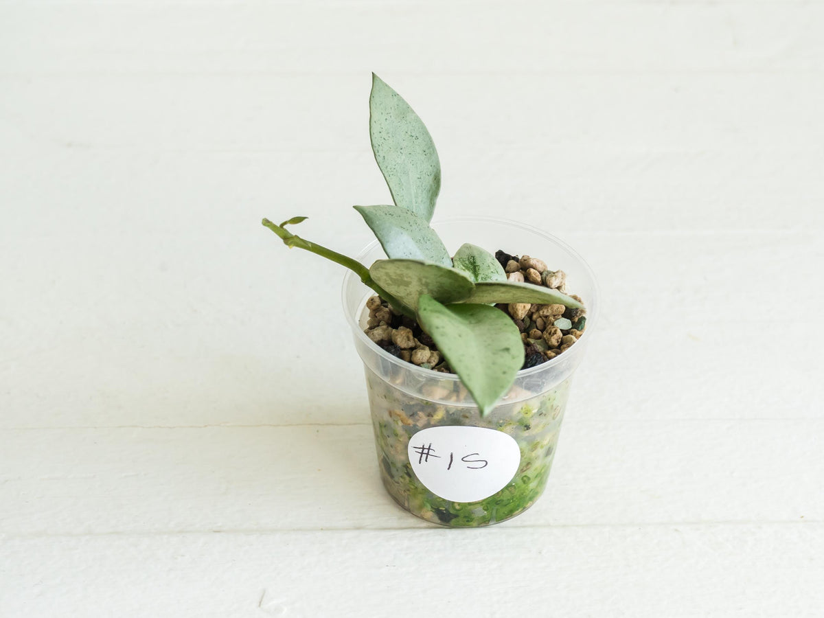 Hoya lacunosa 'Silver Mint Coin'
