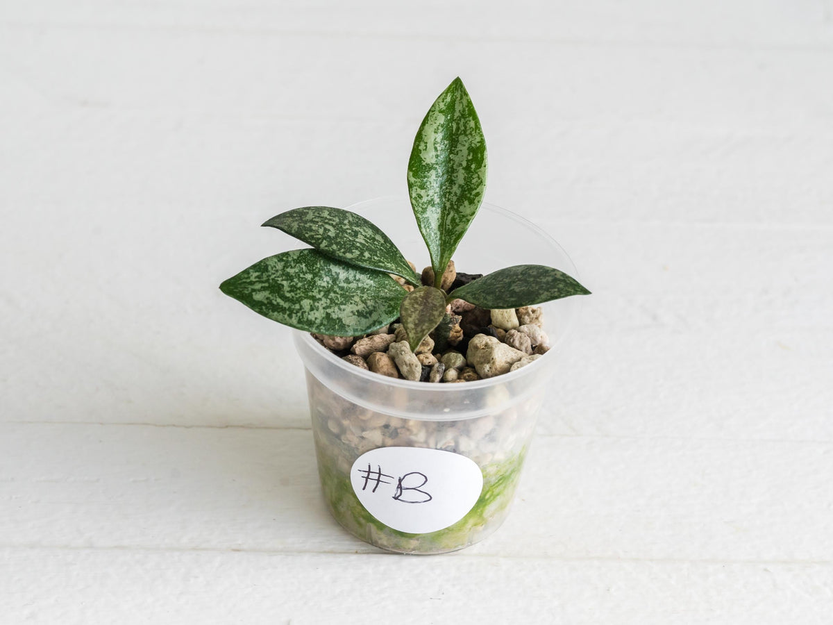 Hoya Cianjur (Silver) | 2-Inch