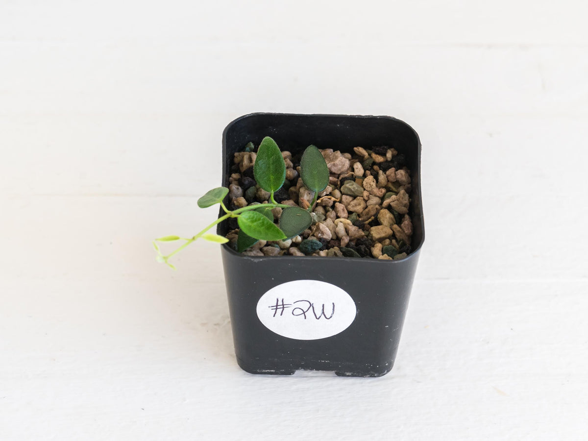 Hoya pulleana (IM-02) | 2-Inch