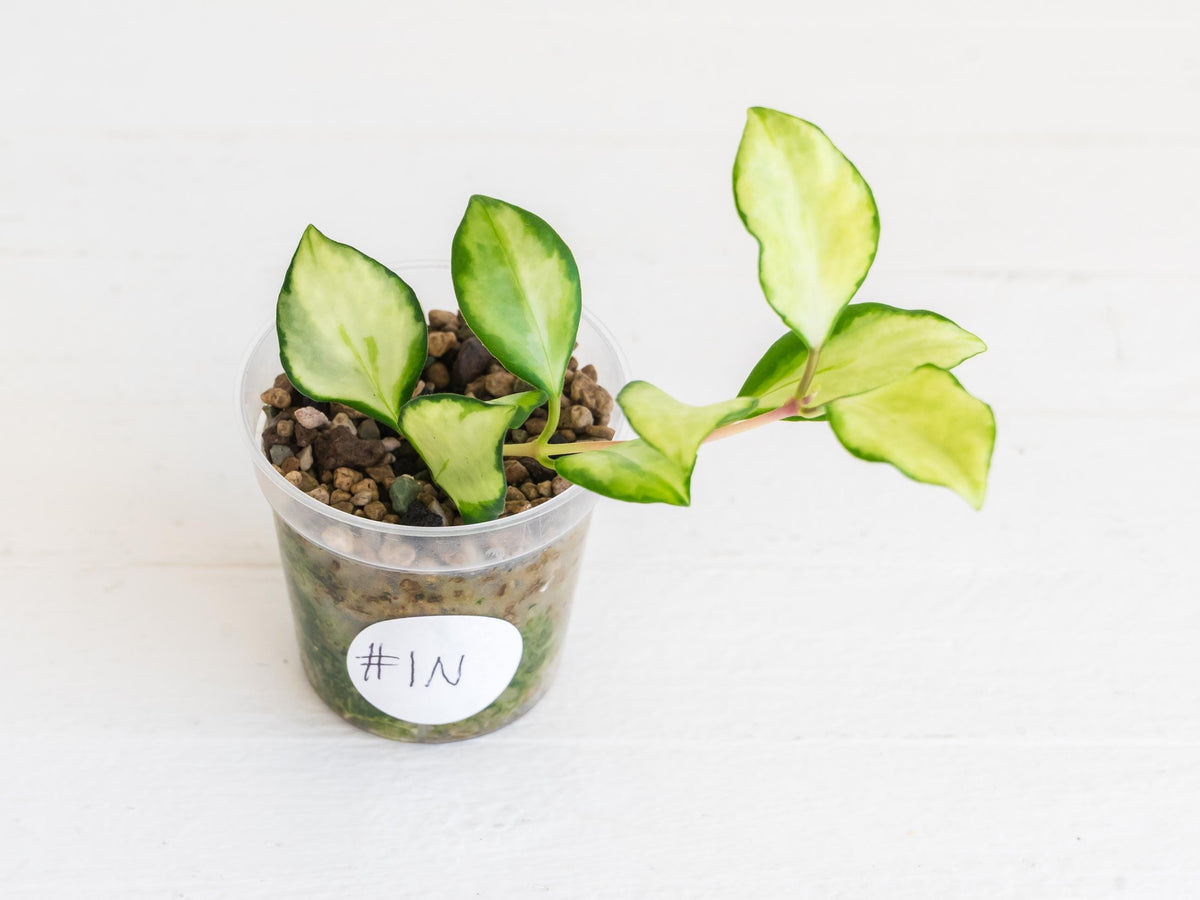 Hoya heuschkeliana (Inner Variegated) | 2-Inch