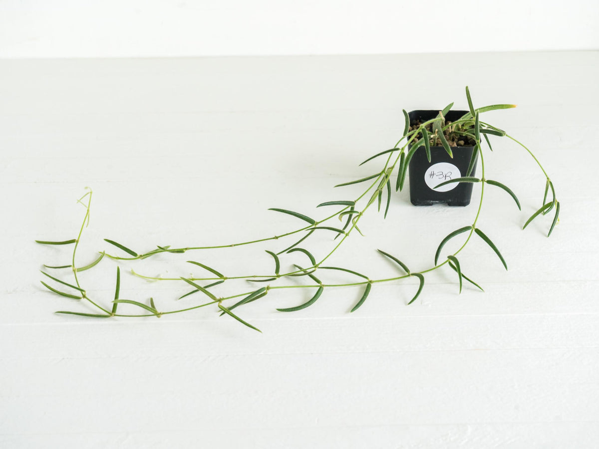 Hoya linearis | 2-Inch