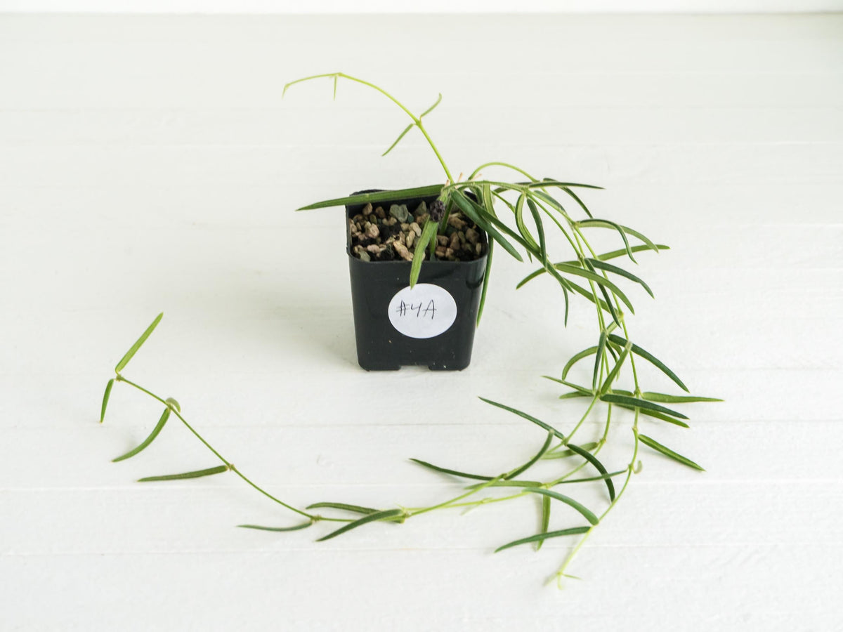 Hoya linearis | 2-Inch