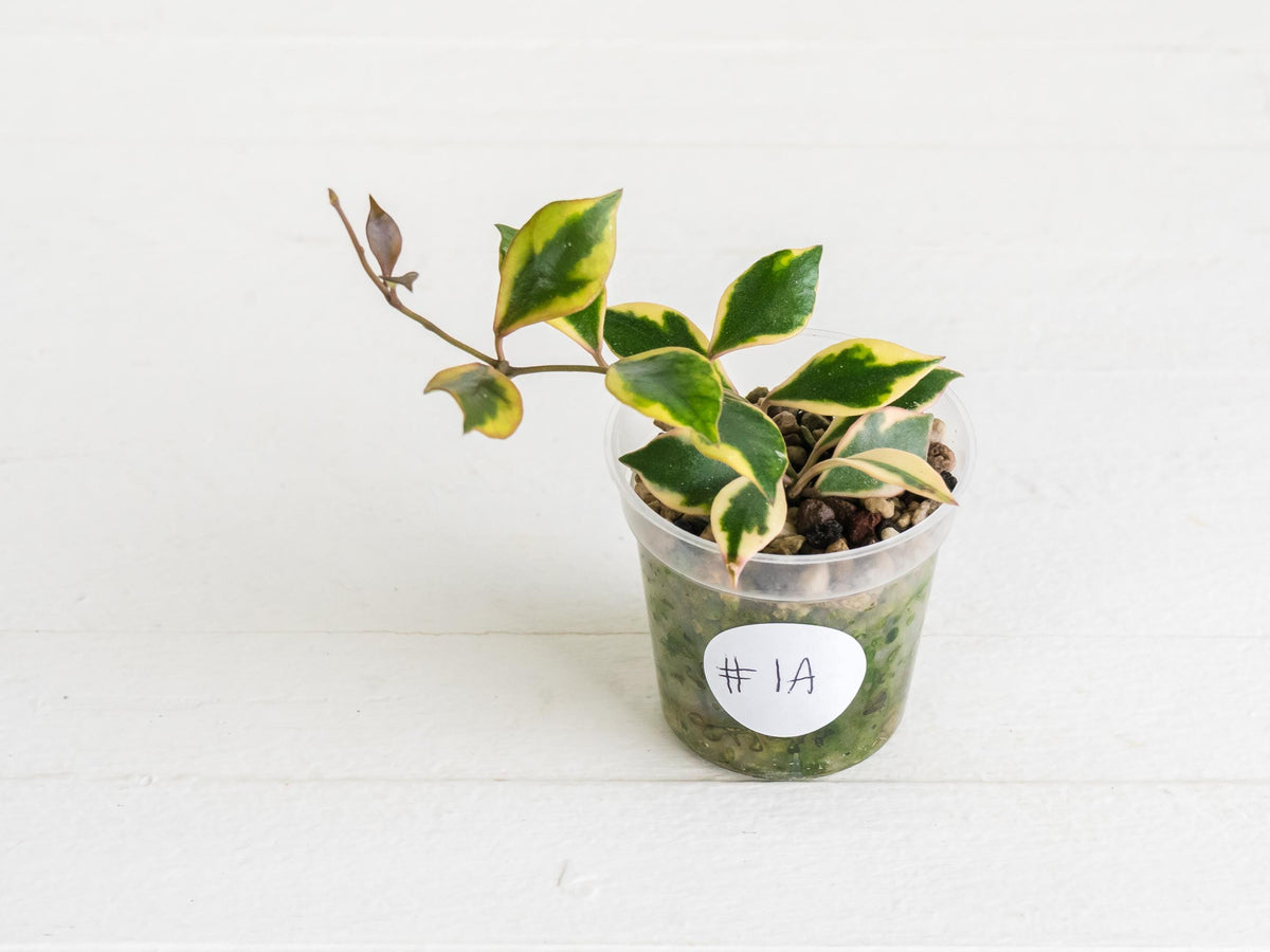 Hoya bakoensis (Outer Variegated - Albo) | 2-Inch