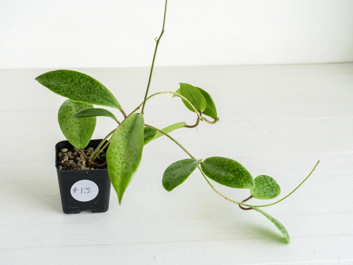 Hoya 'Jita Silver' WRX02-Silver-01 | 2-Inch