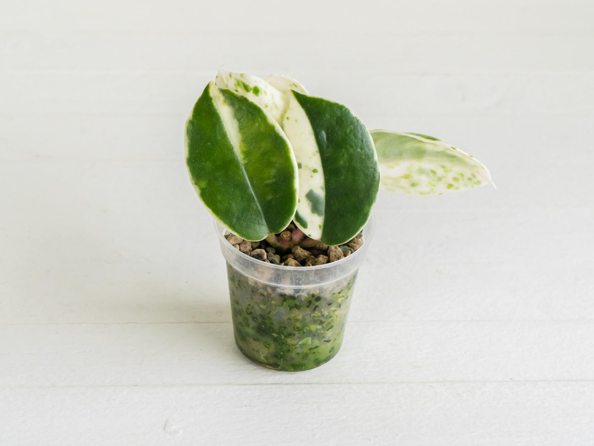 Hoya carnosa 'Madara Snow Angel' | 2-Inch