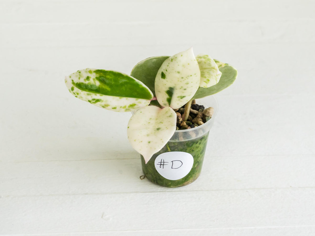 Hoya carnosa 'Madara Snow Angel' | 2-Inch