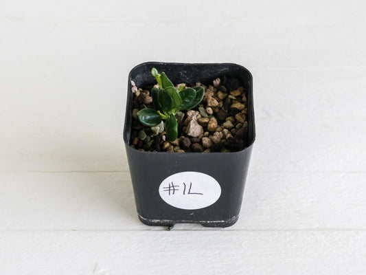 Hoya tengchongensis (aka nummularia) | 2-Inch