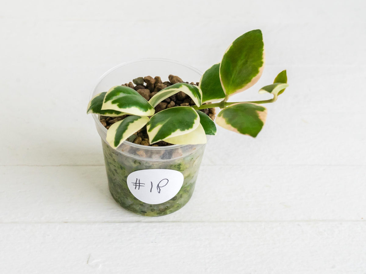 Hoya incurvula (Albomarginata / Outer Variegated) aka Hoya palta | 2-Inch