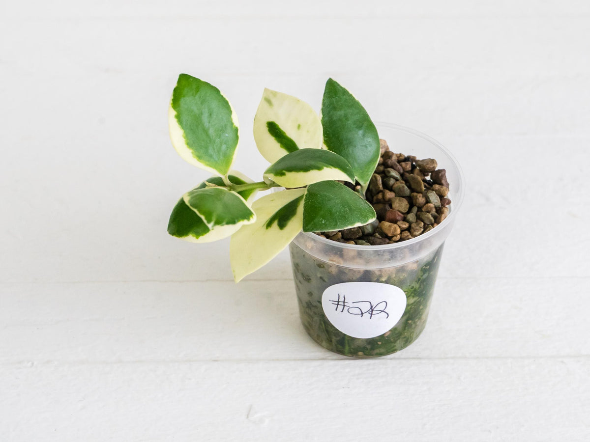 Hoya incurvula (Albomarginata / Outer Variegated) aka Hoya palta | 2-Inch