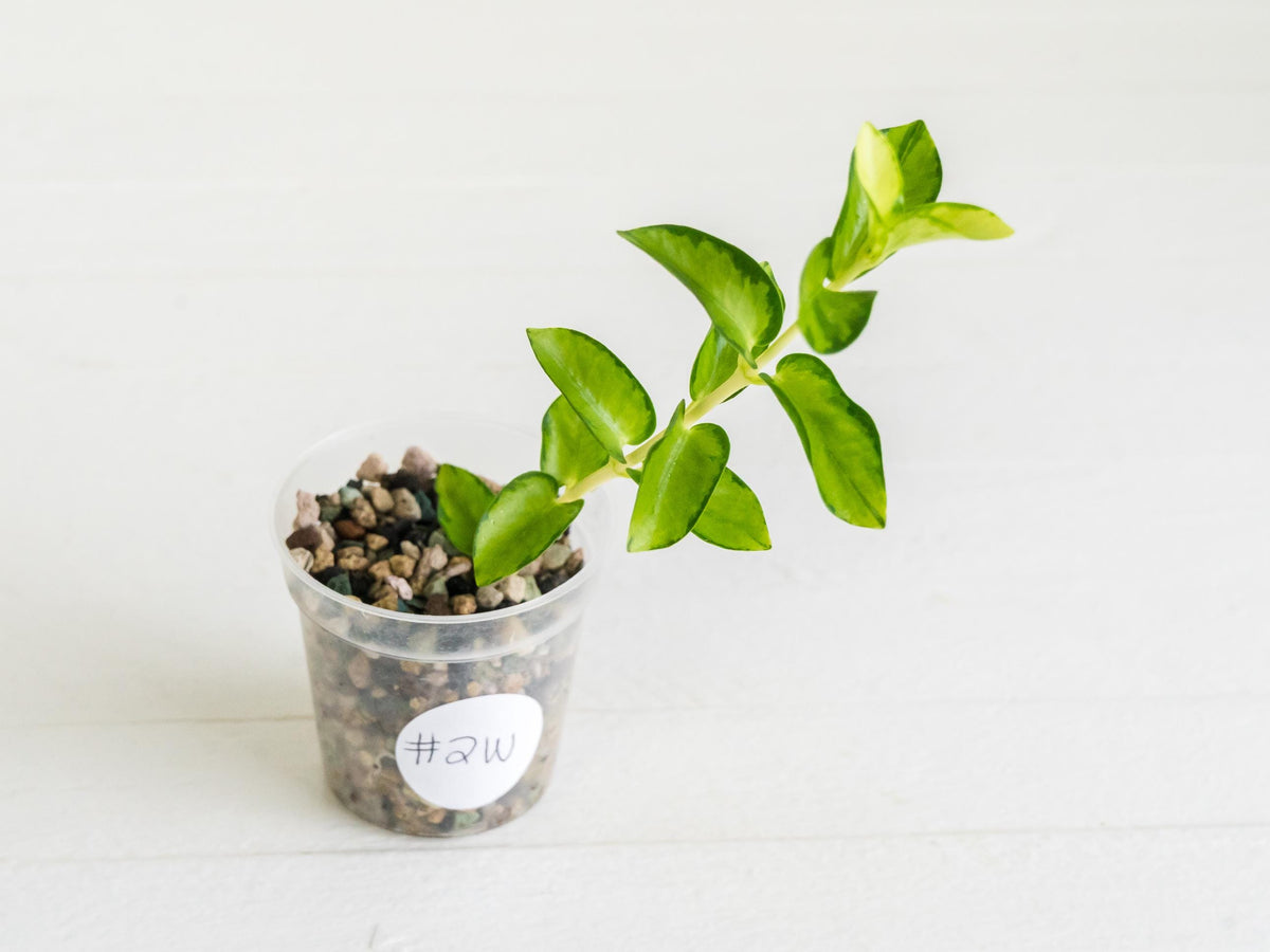 Hoya cumingiana (Inner Variegated) | 2-Inch