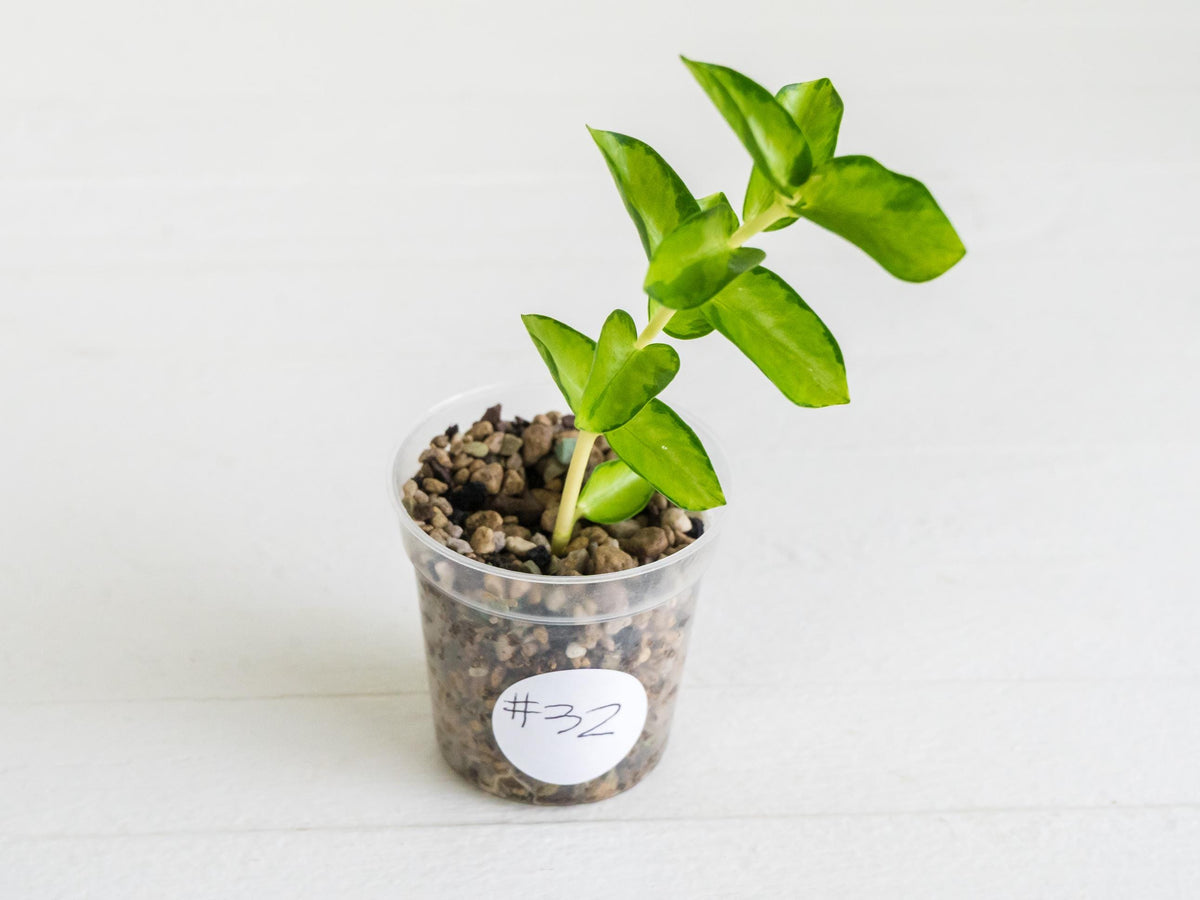 Hoya cumingiana (Inner Variegated) | 2-Inch