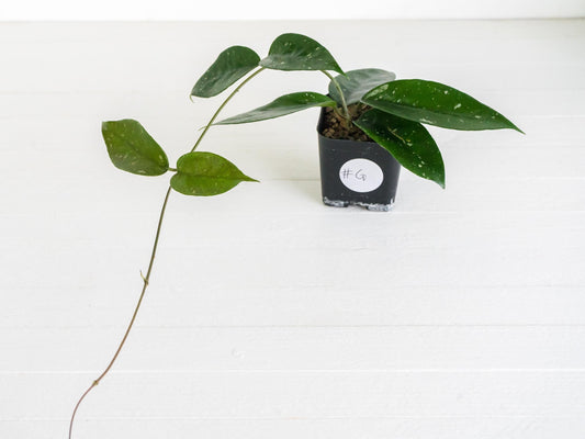 Hoya 'Starry Night' | 2-Inch
