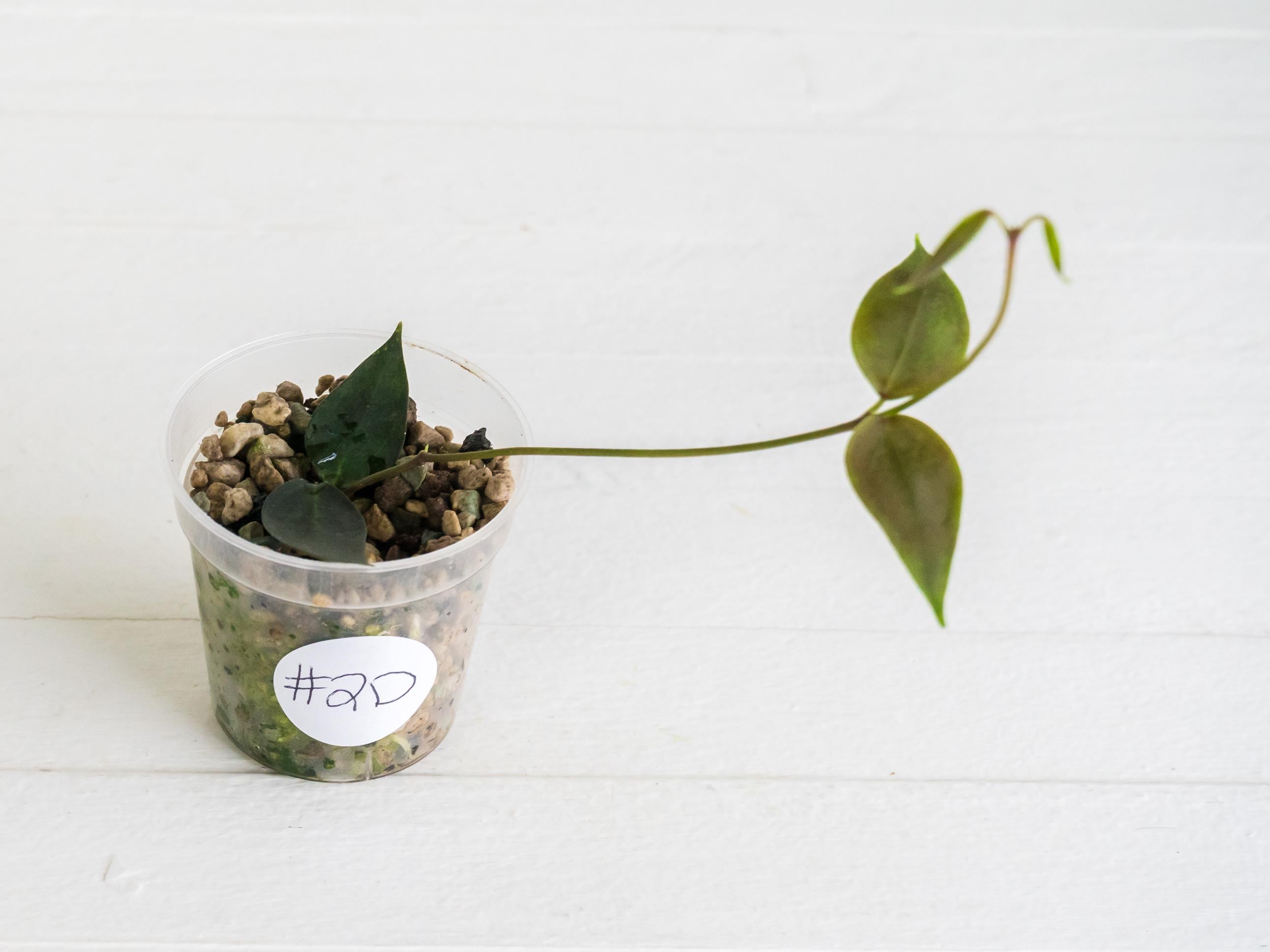Hoya carrii (NS13-064) Rooted Plant in 2-Inch Pot – Hoya Treasures