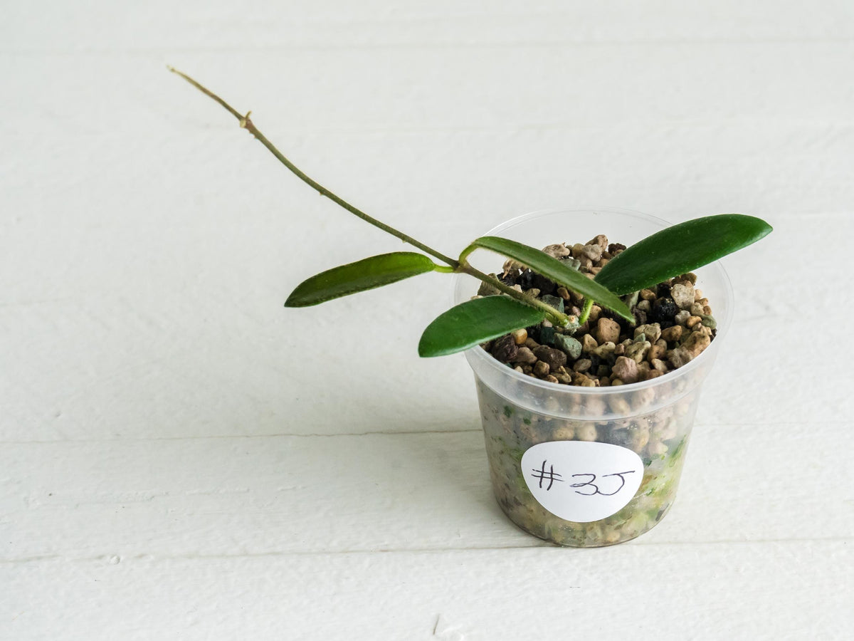 Hoya lyi | 2-Inch