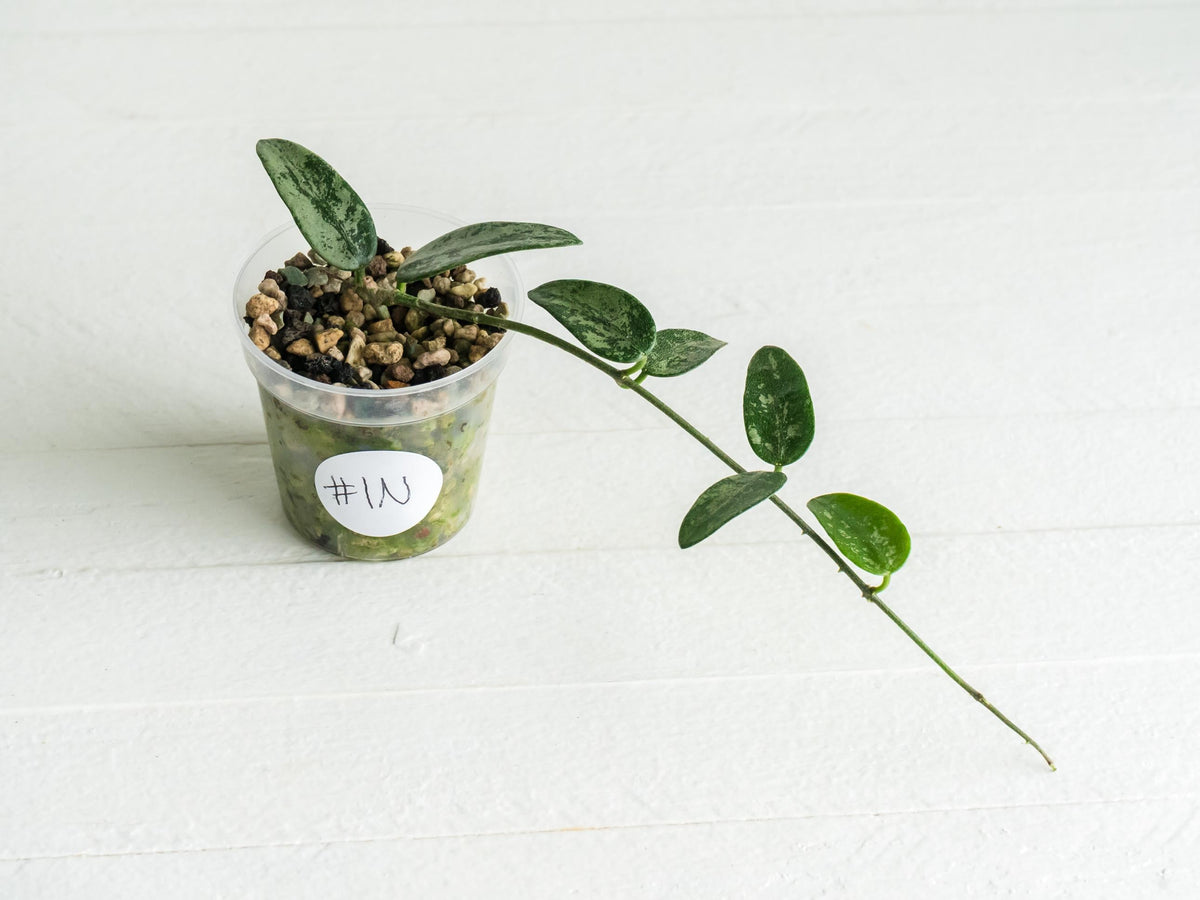 Hoya lima (Splash) | 2-Inch