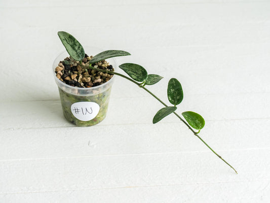 Hoya lima (Splash) | 2-Inch