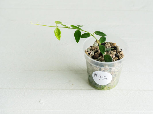 Hoya pulleana (IM-02) | 2-Inch