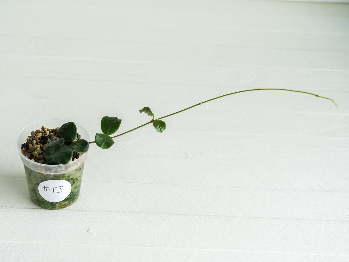 Hoya obcordata (aka nummularia) | 2-Inch