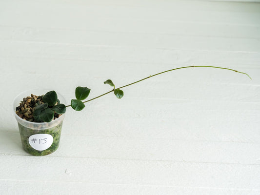 Hoya obcordata (aka nummularia) | 2-Inch