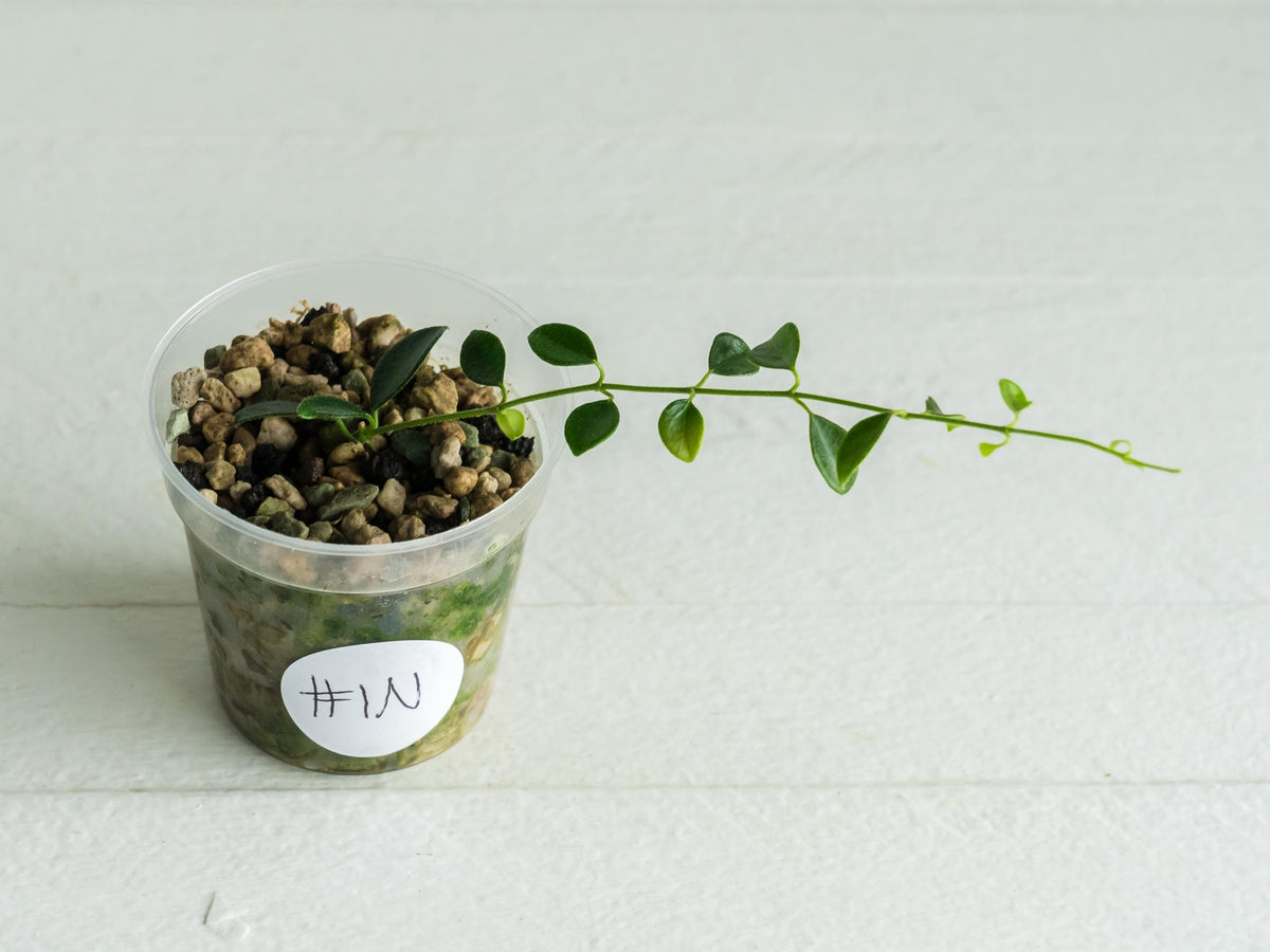 Hoya papua (PNG IM-08) | 2-Inch