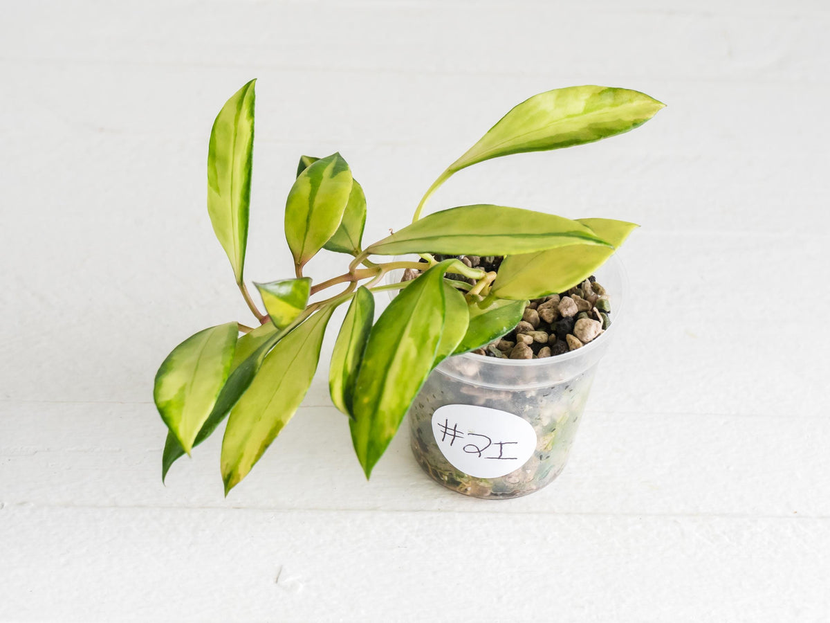 Hoya walliniana (Inner Variegated) | 2-Inch