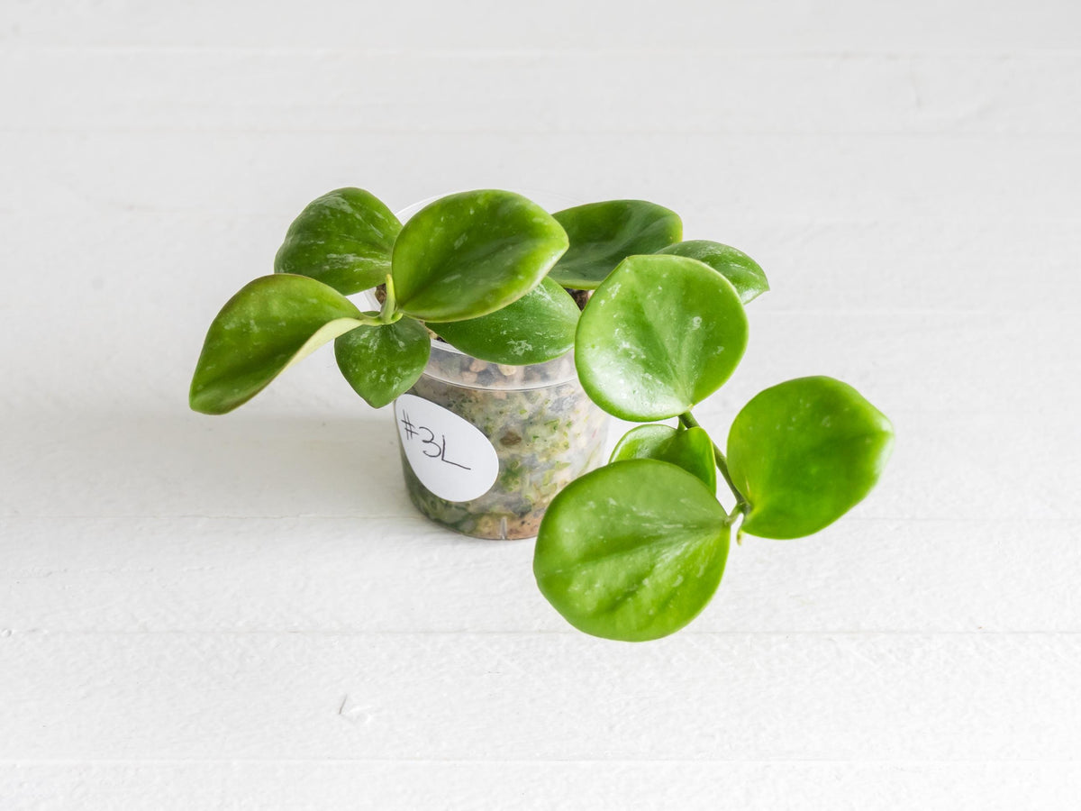 Hoya ‘Clamshell’ | 2-Inch