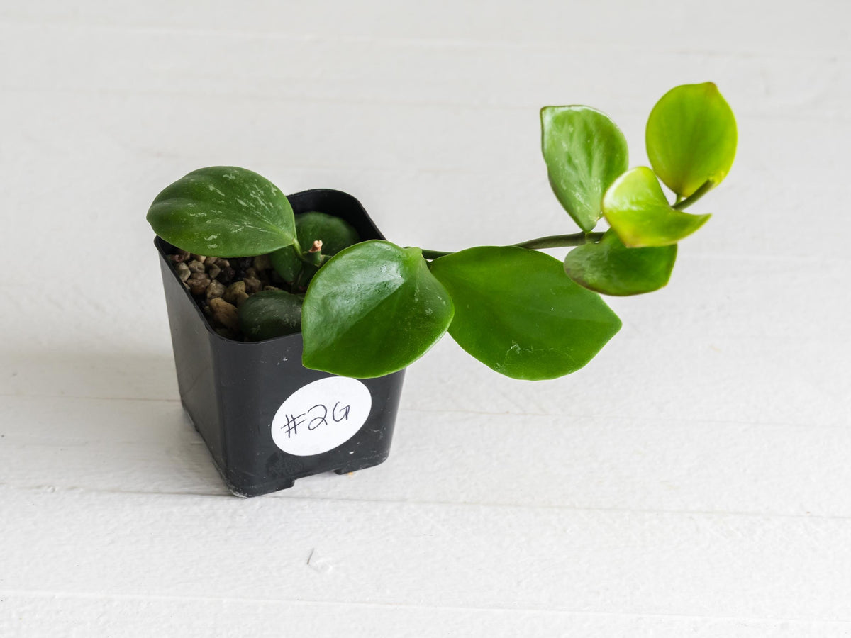 Hoya ‘Clamshell’ | 2-Inch