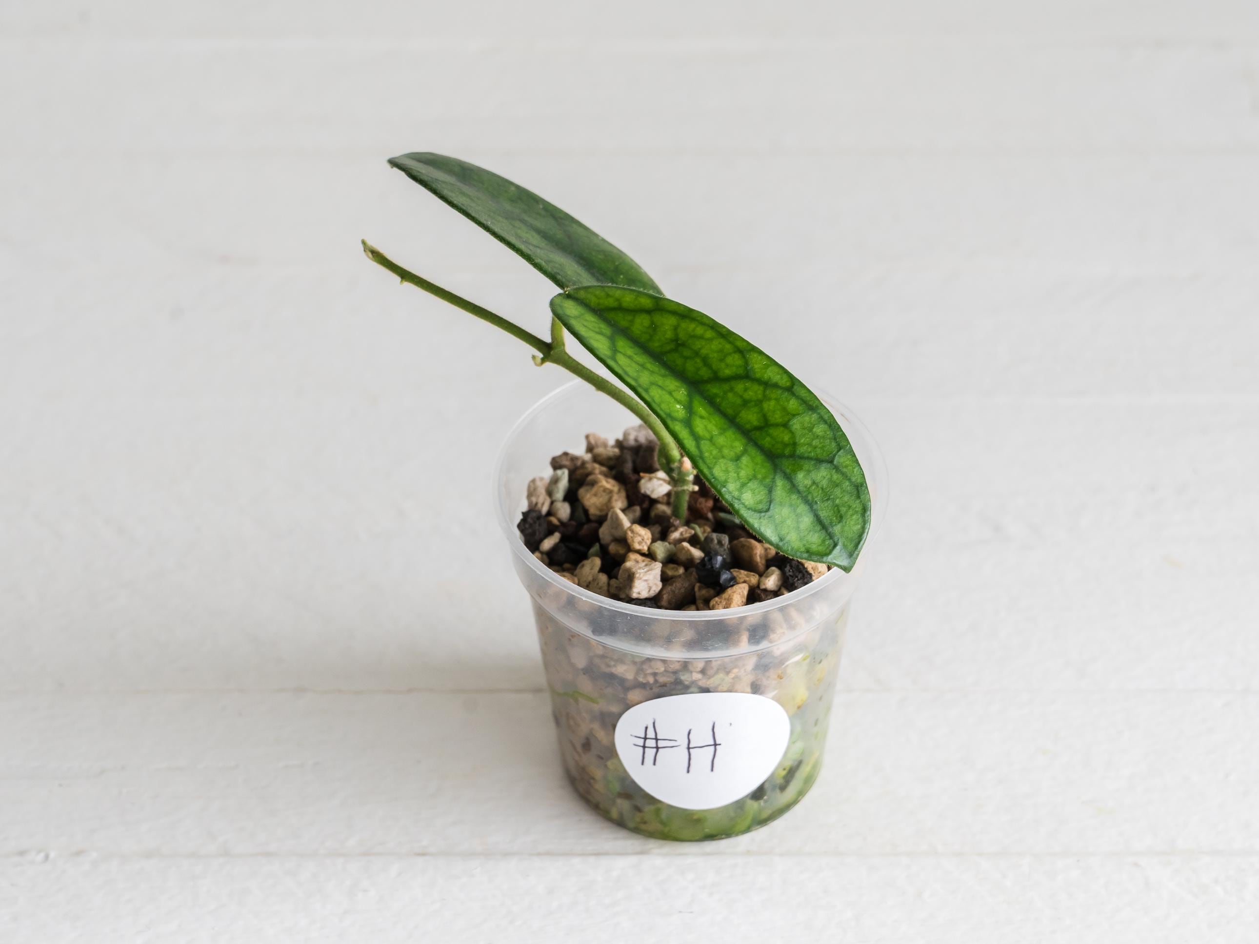 Hoya sichuanensis Rooted Cutting | Rare Hoya for Sale – Hoya Treasures