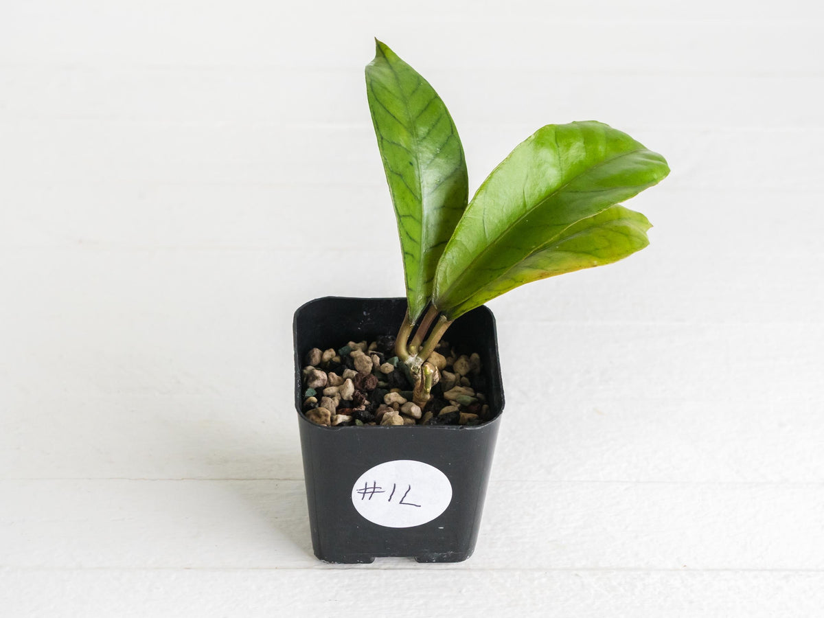 Hoya gunung gading | 2-Inch