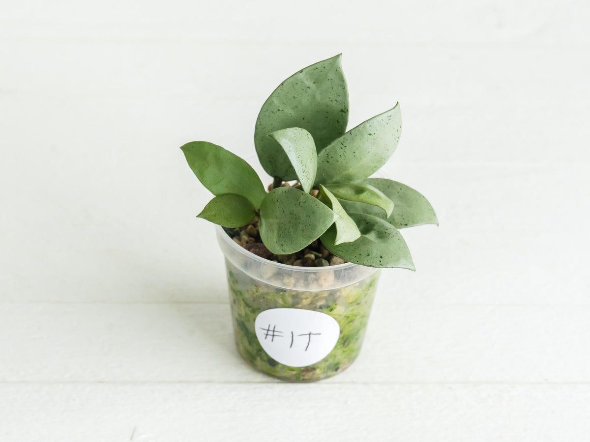 Hoya lacunosa 'Silver Mint Coin'