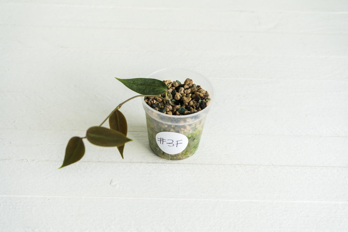 Hoya carrii (NS13-064) | 2-Inch