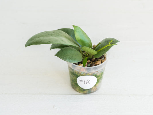Hoya lacunosa 'Silver Mint Coin'