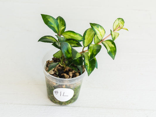 Hoya lacunosa 'Tricolor Bruno' | 2-Inch