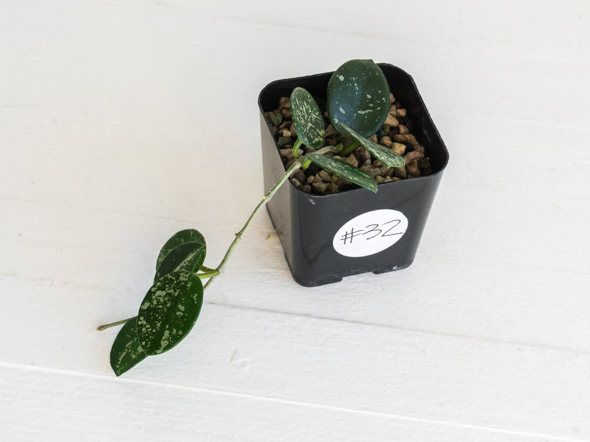 Hoya 'Mathilde' (Splash) | 2-Inch