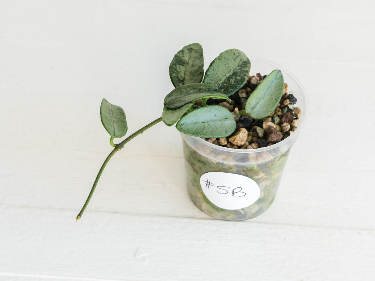 Hoya lima (Silver) | 2-Inch