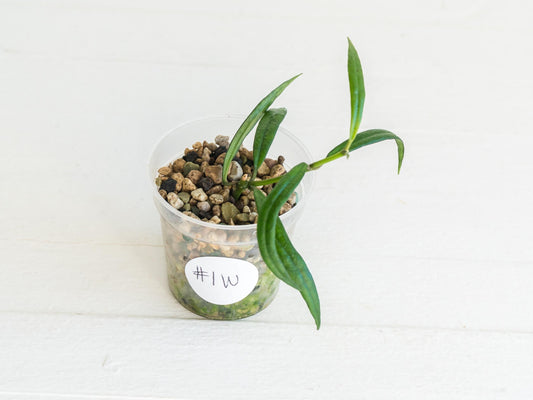 Hoya pauciflora | 2-Inch