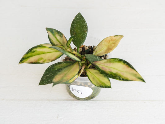 Hoya nabawanensis (Inner Variegated) | 2-Inch