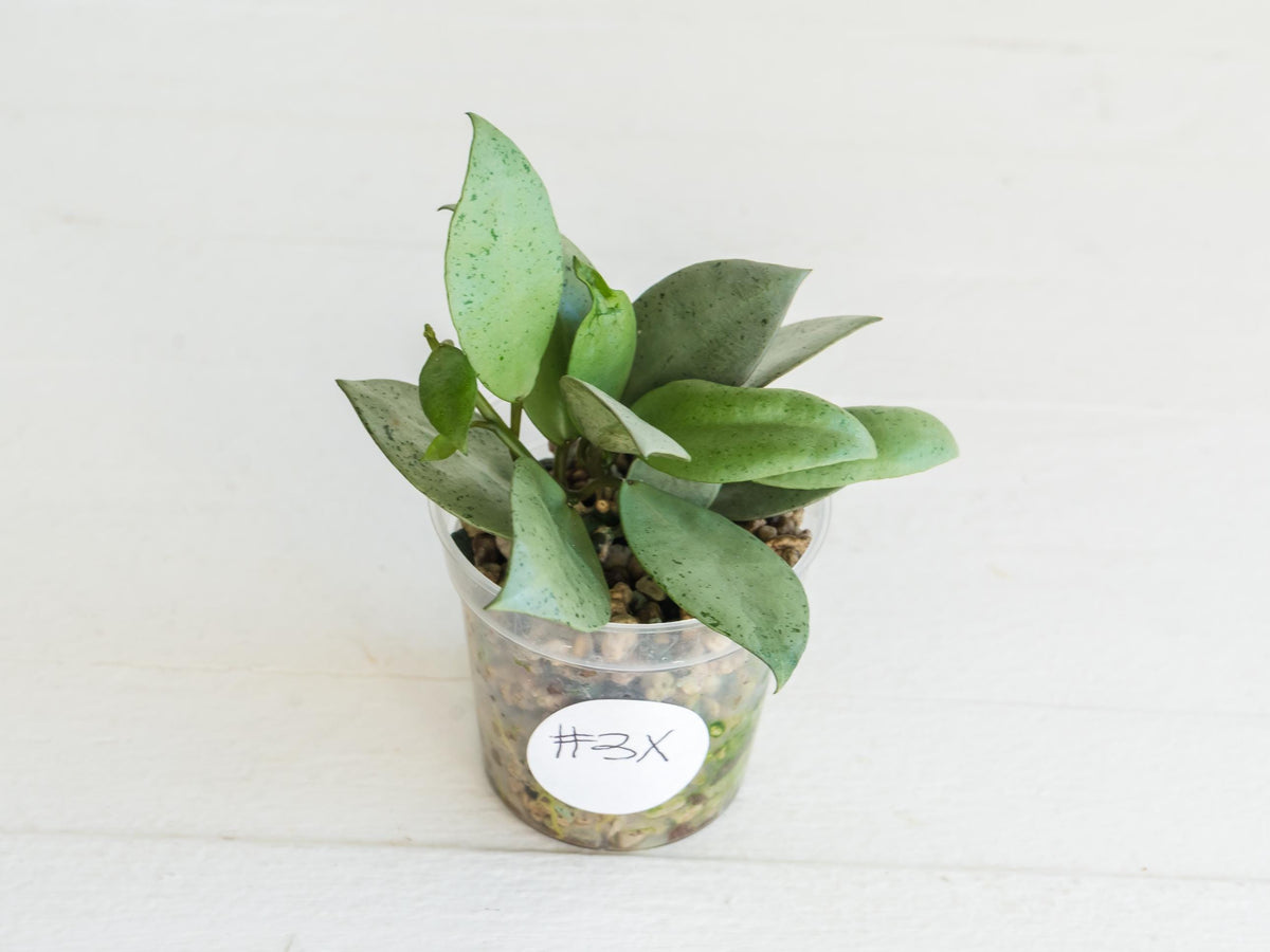 Hoya lacunosa 'Silver Mint Coin'