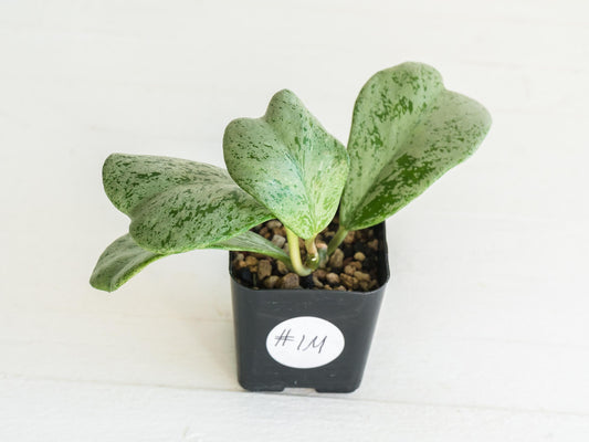 Hoya chiang dao (Silver) | 2-Inch