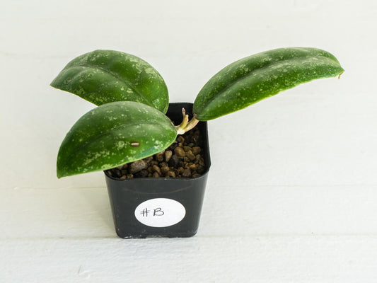 Hoya Borneo (Splash) | 2-Inch